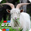 Farm Simulator Goat Game
