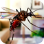 Flying Insect Mosquito Home Life Sim 3D